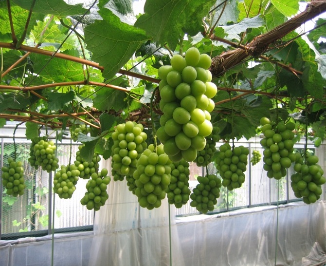 冷蔵シャインマスカット