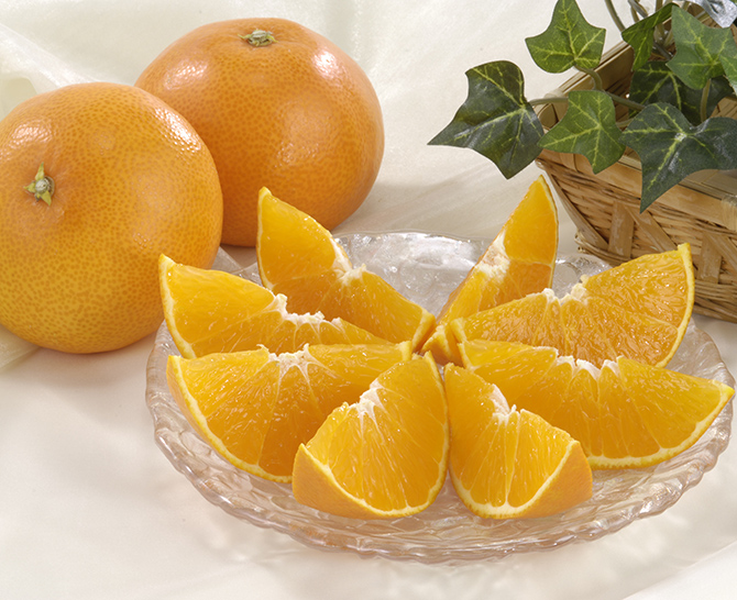 紅まどんな　1.5ｋｇ