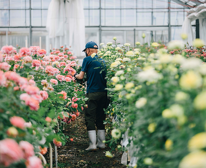 ホシファーム 届いた姿でそのまま飾れるスタンディング薔薇ブーケ ピュア8本